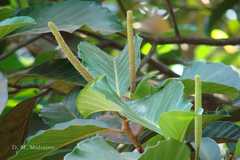 Artocarpus heterophyllus